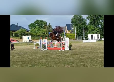 Hannoveraner, Stute, 9 Jahre, 172 cm, Fuchs