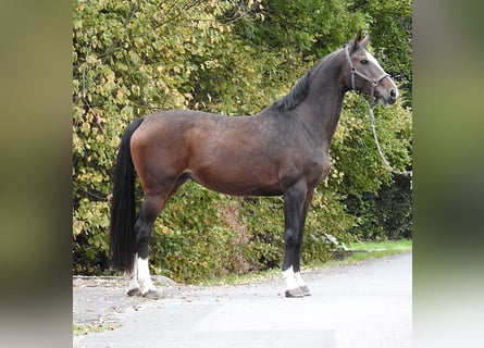 Hannoveraner, Stute, 9 Jahre, 175 cm, Dunkelbrauner