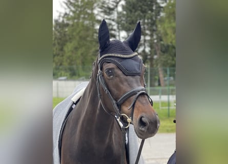 Hannoveraner, Stute, 9 Jahre