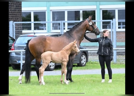 Hannoveraner, Stute, Fohlen (05/2026), 165 cm, Palomino