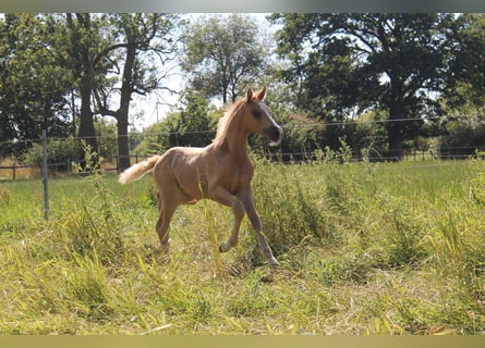Hannoveraner, Stute, Fohlen (05/2026), 165 cm, Palomino