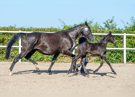 Hannoveraner, Stute, Fohlen (05/2026), 167 cm, Rappe
