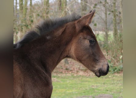 Hannoveraner, Stute, , 168 cm, Brauner
