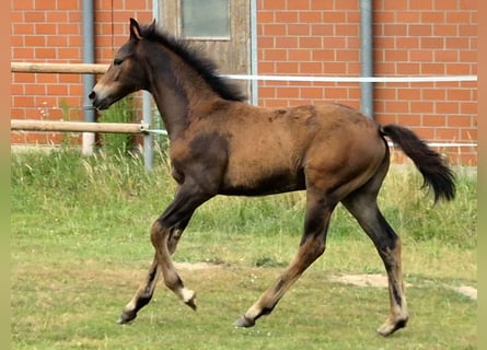 Hannoveraner, Stute, Fohlen (04/2026), 168 cm, Dunkelbrauner