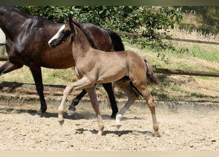 Hannoveraner, Stute, , 168 cm, Rappe