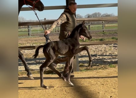 Hannoveraner, Stute, , 169 cm, Rappe