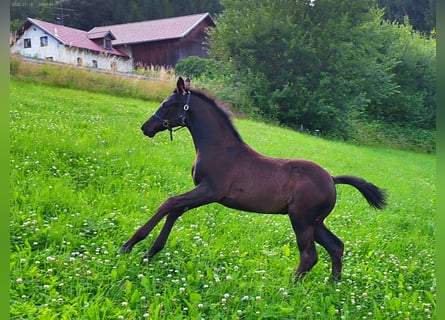Hannoveraner, Stute, Fohlen (04/2025), 170 cm, Rappe
