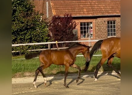Hannoveraner, Stute, Fohlen (05/2026), 172 cm, Brauner