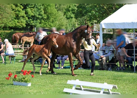 Hannoveraner, Stute, Fohlen (05/2026), 172 cm, Dunkelfuchs