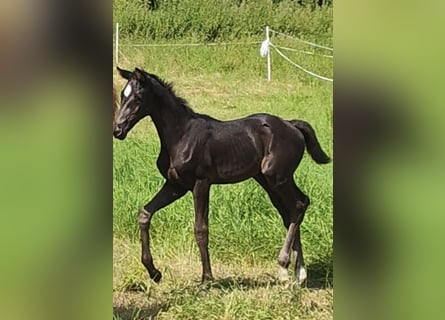 Hannoveraner, Stute, Fohlen (06/2026), 172 cm, Rappe