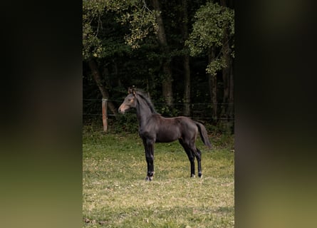 Hannoveraner, Stute, Fohlen (04/2025), Dunkelbrauner