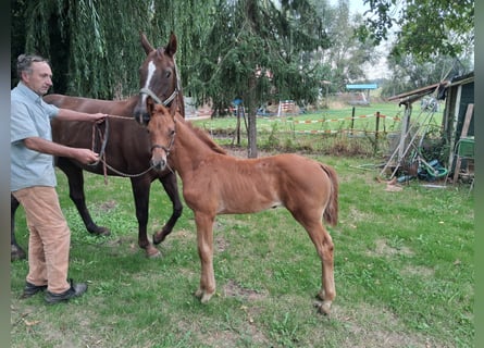 Hannoveraner, Stute, Fohlen (06/2026), Fuchs