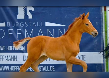 Hannoveraner, Stute, , Fuchs