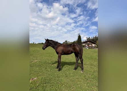 Hannoveraner, Stute, Fohlen (04/2026), Rappe