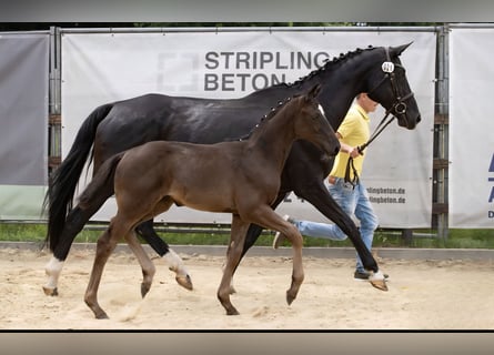 Hannoveraner, Stute, Fohlen (04/2025), Rappe