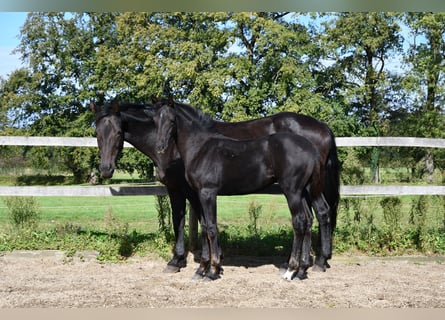 Hannoveraner, Stute, Fohlen (05/2024), Rappe