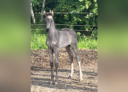 Hannoveraner, Stute, Fohlen (05/2025), Rappe