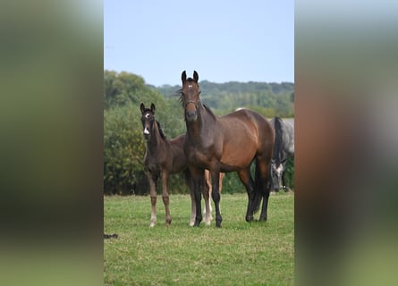 Hannoveraner, Stute, Fohlen (06/2024), Rappe