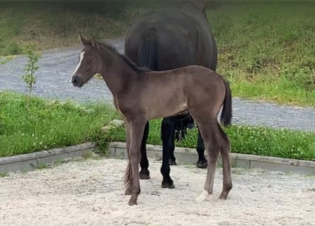 Hannoveraner, Stute, Fohlen (05/2024), Rappe