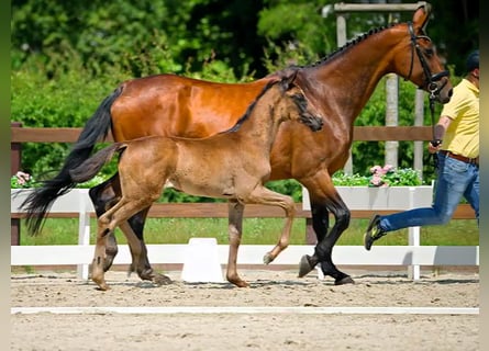 Hannoveraner, Stute, Fohlen (04/2025), Rappe