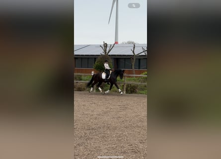 Hannoveraner, Wallach, 10 Jahre, 166 cm, Rappe
