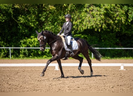Hannoveraner, Wallach, 10 Jahre, 166 cm, Rappe