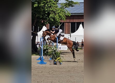Hannoveraner, Wallach, 10 Jahre, 167 cm, Brauner