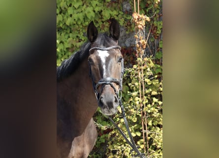 Hannoveraner, Wallach, 10 Jahre, 168 cm, Dunkelbrauner