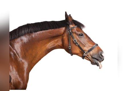 Hannoveraner, Wallach, 10 Jahre, 170 cm, Brauner