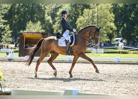 Hannoveraner, Wallach, 10 Jahre, 170 cm, Dunkelfuchs