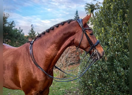 Hannoveraner, Wallach, 10 Jahre, 170 cm, Dunkelfuchs