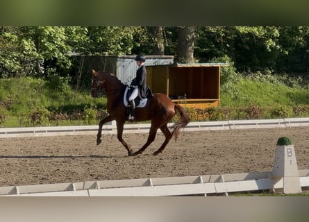 Hannoveraner, Wallach, 10 Jahre, 170 cm, Fuchs