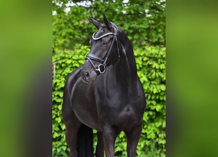 Hannoveraner, Wallach, 10 Jahre, 171 cm, Rappe