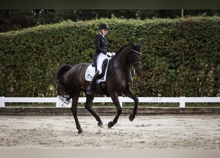 Hannoveraner, Wallach, 10 Jahre, 171 cm, Rappe
