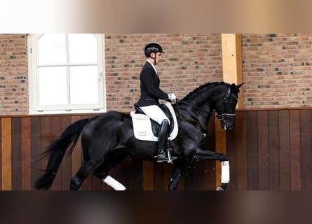 Hannoveraner, Wallach, 10 Jahre, 171 cm, Rappe