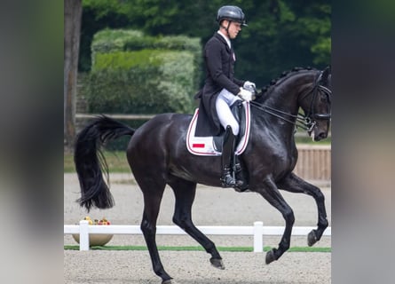 Hannoveraner, Wallach, 10 Jahre, 171 cm, Rappe