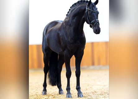 Hannoveraner, Wallach, 10 Jahre, 171 cm, Rappe