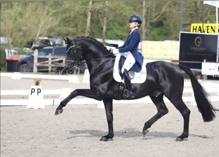 Hannoveraner, Wallach, 10 Jahre, 171 cm, Rappe