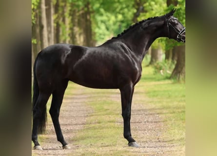 Hannoveraner, Wallach, 10 Jahre, 171 cm, Rappe