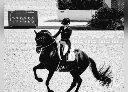 Hannoveraner, Wallach, 10 Jahre, 171 cm, Rappe