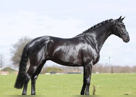 Hannoveraner, Wallach, 10 Jahre, 171 cm, Rappe