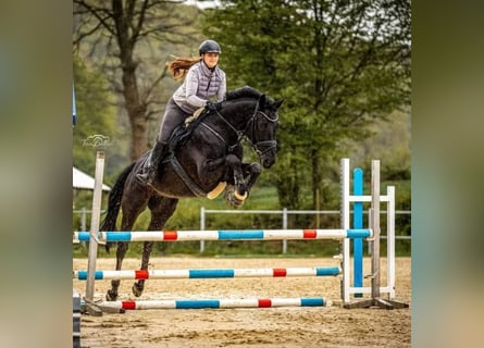 Hannoveraner, Wallach, 10 Jahre, 171 cm, Rappe