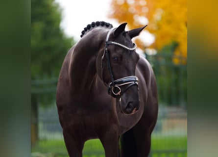 Hannoveraner, Wallach, 10 Jahre, 172 cm