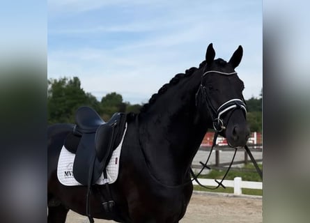 Hannoveraner, Wallach, 10 Jahre, 172 cm
