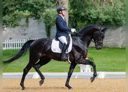 Hannoveraner, Wallach, 10 Jahre, 172 cm