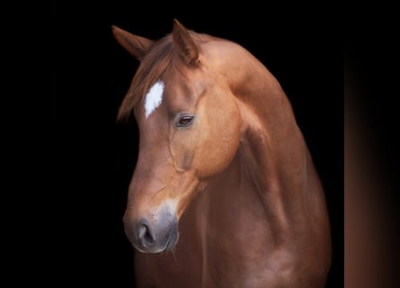 Hannoveraner, Wallach, 10 Jahre, 172 cm, Fuchs