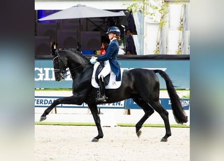 Hannoveraner, Wallach, 10 Jahre, 172 cm, Rappe