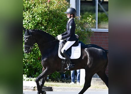 Hannoveraner, Wallach, 10 Jahre, 172 cm, Rappe