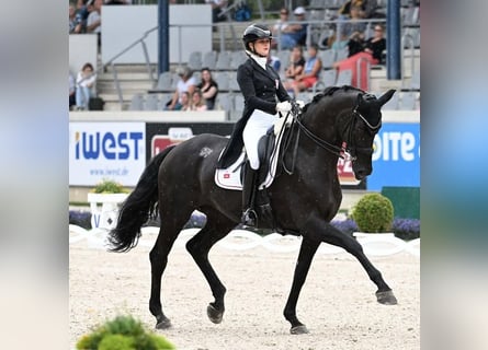 Hannoveraner, Wallach, 10 Jahre, 172 cm, Rappe
