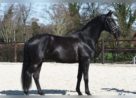 Hannoveraner, Wallach, 10 Jahre, 172 cm, Rappe